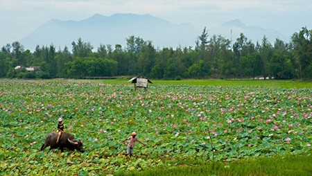 Lotus flowers, the symbol of Dong Thap’s tourism - ảnh 1